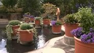 The Library of Plants