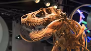 Digging Dinos