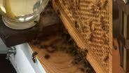 The Bee-Utiful Bee