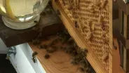 The Bee-Utiful Bee