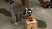 Leaping Lemurs