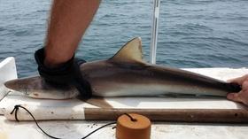 Video thumbnail: UNC-TV Science Mind the Sharks
