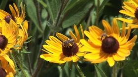 Video thumbnail: UNC-TV Science Saving Our Pollinators