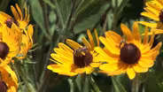 Saving Our Pollinators