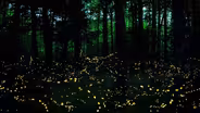 NC Science Now: Synchronous Fireflies