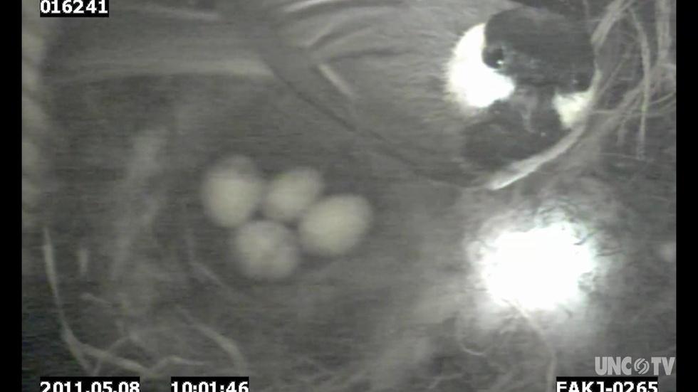 NC Science Now: Nest Egg Science image
