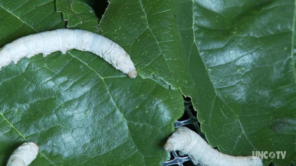 NC Science Now: Spider Silk image