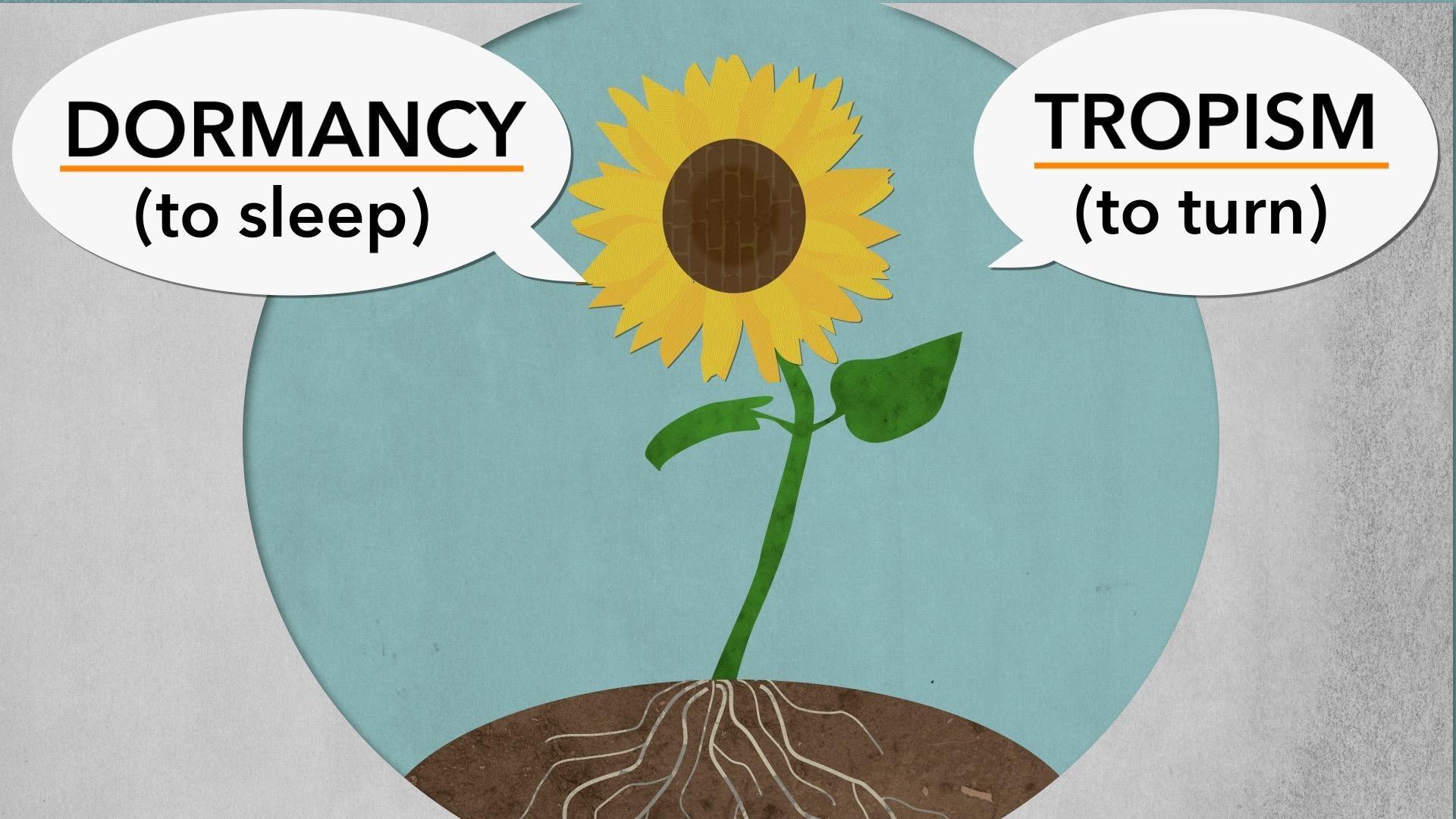 tropism-and-dormancy-unc-tv-science-pbs