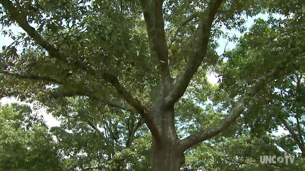 NC Science Now: Finding Roots image
