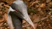 Sylvan Heights Waterfowl Park