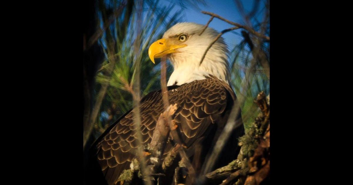 UNC-TV Science | Jordan Lake Eagle Cam | PBS