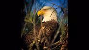 Jordan Lake Eagle Cam
