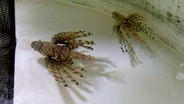 Lionfish