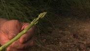 Asparagus Man