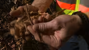 North Carolina Biomass
