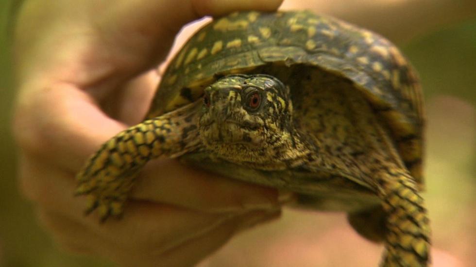 Box Turtle Tracking image