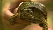 Box Turtle Tracking
