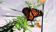 Monarch Butterflies