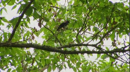 Video thumbnail: Greenlife Pennsylvania Natural Lands Trust
