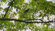 Natural Lands Trust