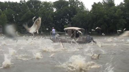 Video thumbnail: Greenlife Pennsylvania Invasive Species of Fish