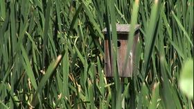 Video thumbnail: Greenlife Pennsylvania Sullivan Park Restoration Project