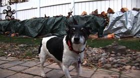 Video thumbnail: Stay Tuned Animal Abuse/Adoption