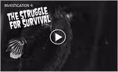 Investigation 4: The Struggle for Survival