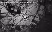 Video Extra: Plankton - Under the Microscope