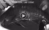 Video Extra: Asian Carp ID - Lateral Line Count