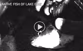 Video Extra: Native Fish of Lake Erie
