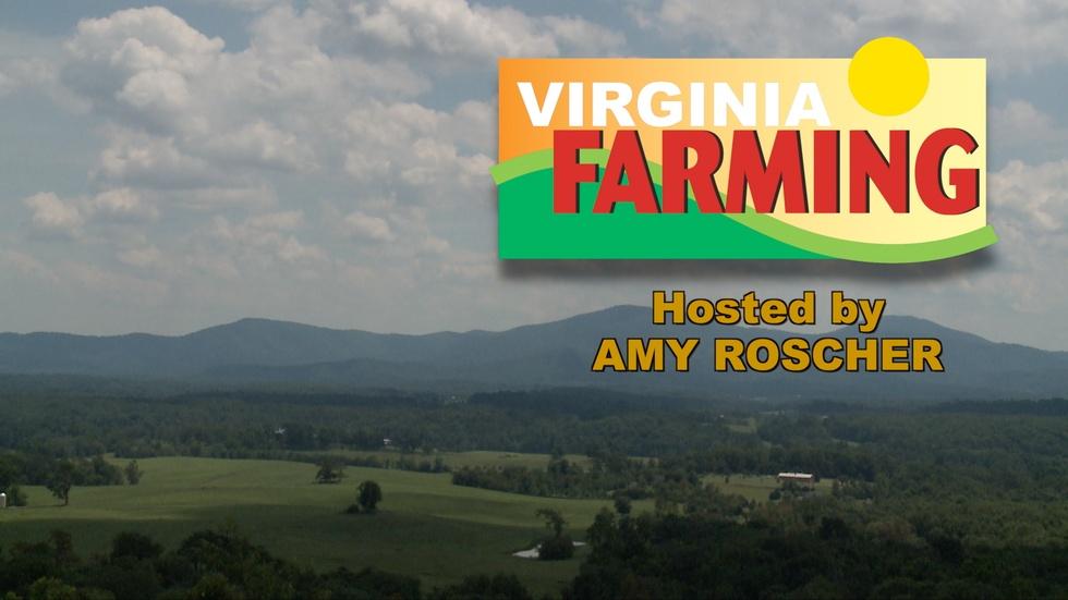 Virginia Farming - Falling Bark Farm: Making Hickory Syrup image
