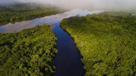 The Amazon