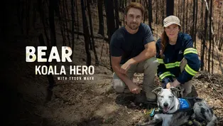 Bear: Koala Hero