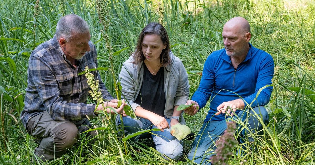 Les Stroud's Wild Harvest | Sour Dock & Beach Parsley | Season 3 ...