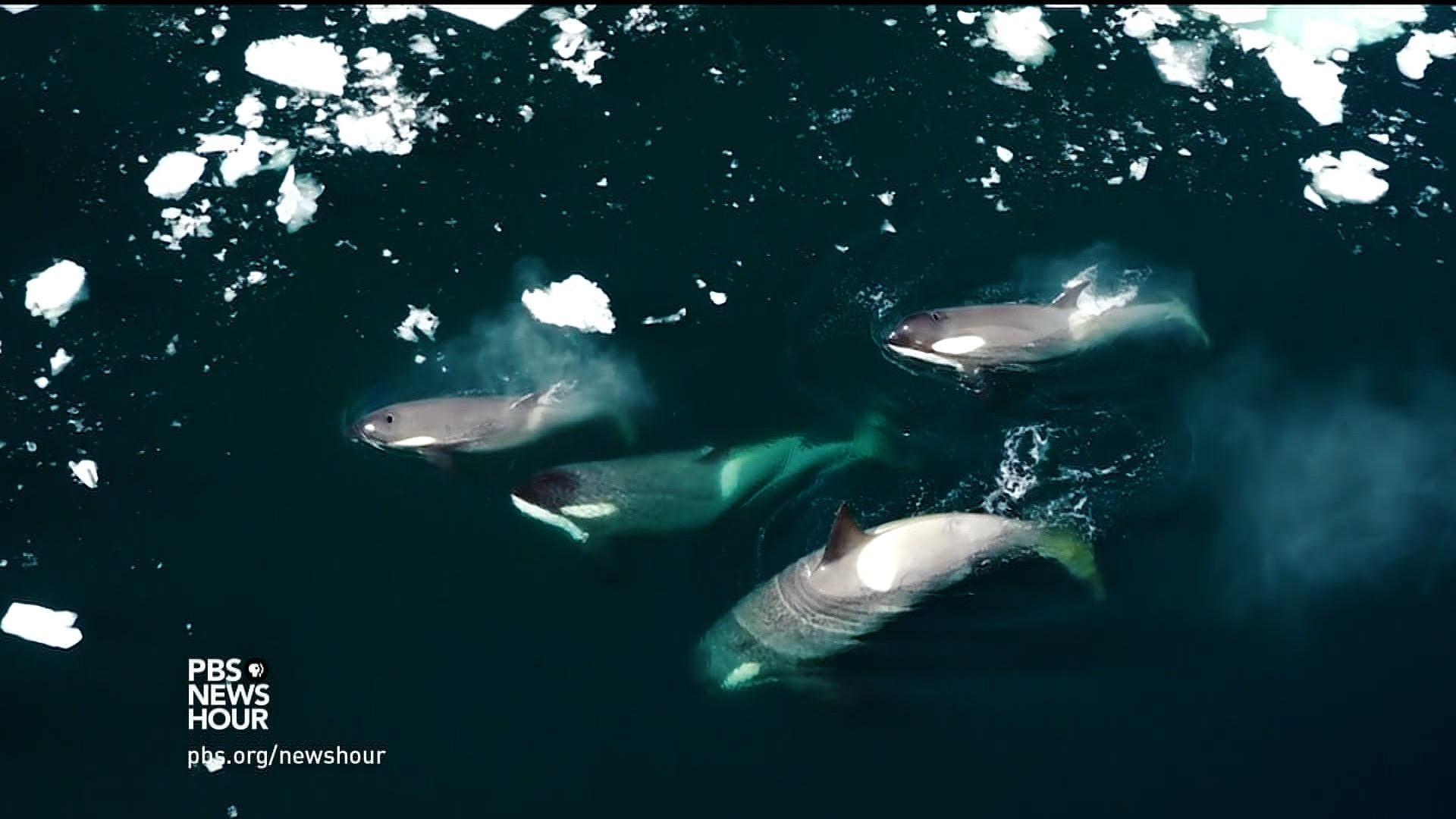 Killer whales put their heads together for their next meal