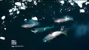 Killer whales put their heads together for their next meal