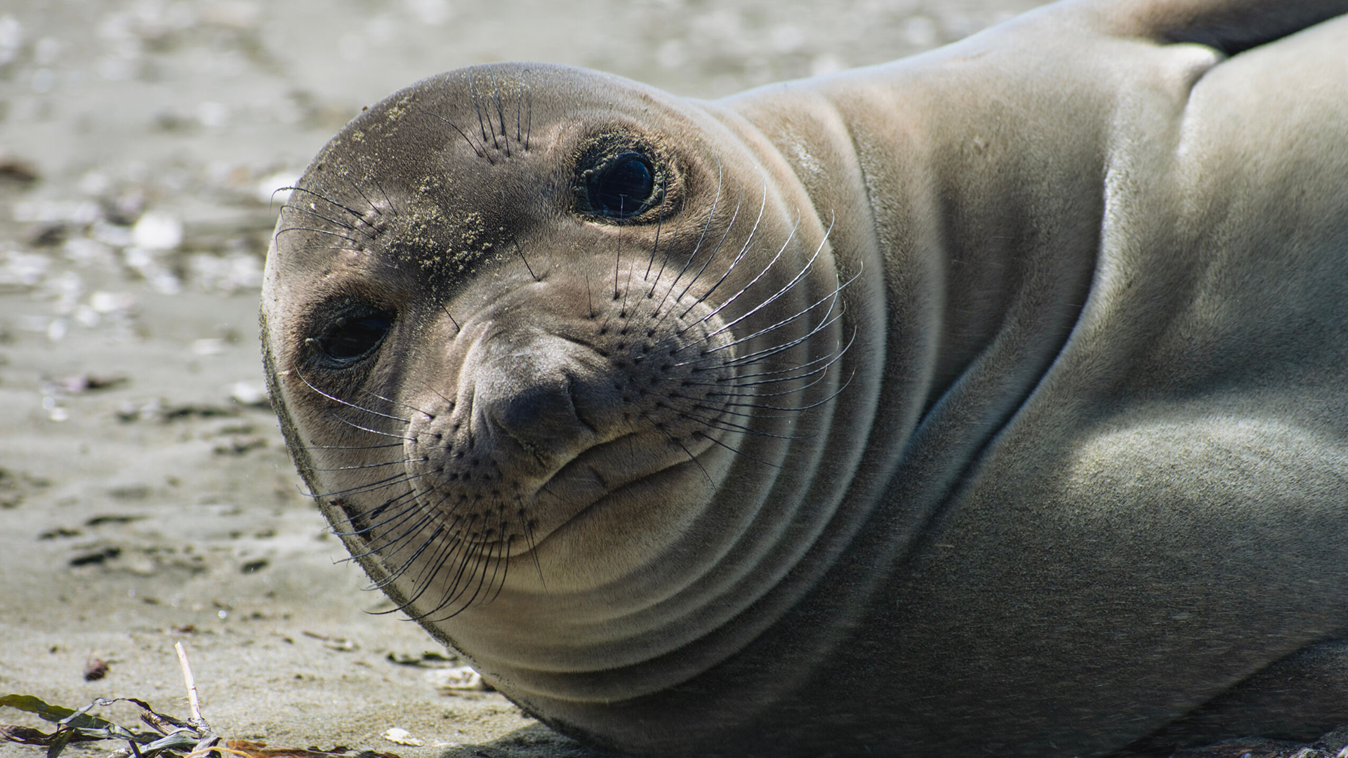 Preview of Animals with Cameras: Oceans