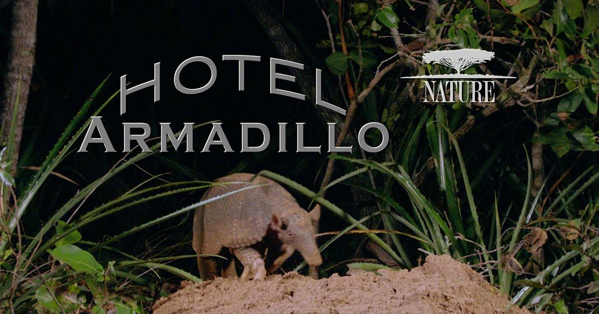 WXEL Presents Nature Hotel Armadillo PBS
