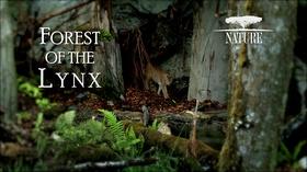 Video thumbnail: WXEL Presents Nature: Forest Of The Lynx