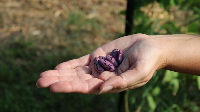 Kanenon:we - Original Seeds Image