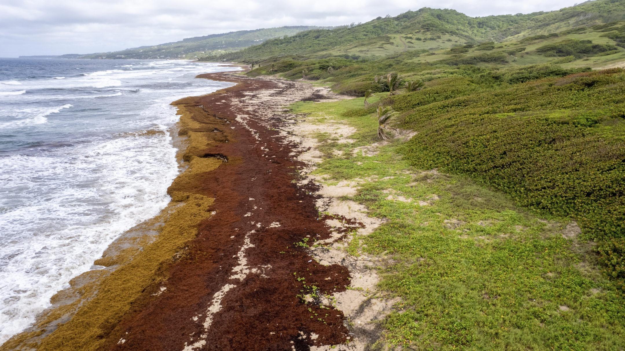 Testing the climate intervention potential of ocean afforestation using the  Great Atlantic Sargassum Belt