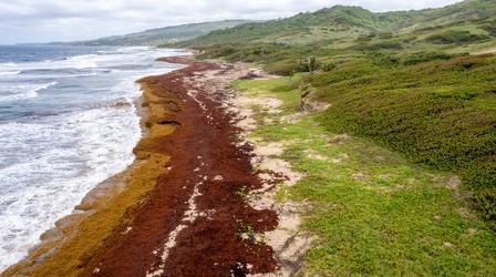 Video thumbnail: PBS NewsHour What to know as a giant mass of seaweed is coming to shore
