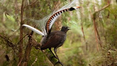 Male Lyrebird Manipulates Female Into Mating