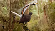 Male Lyrebird Manipulates Female Into Mating