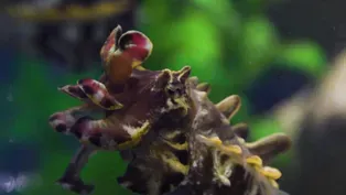 The Cephalopod Empire