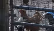 As avian flu spreads, stronger official response urged