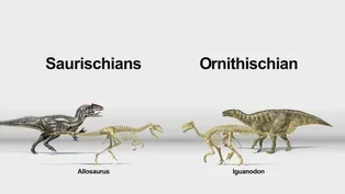 Dinosaurs: Hips