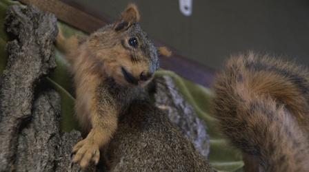 Video thumbnail: Broad and High The Art of Taxidermy, Anna and the Annadroids