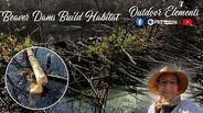 Beaver Dams Build Habitat